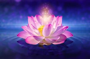 Pink lotus floating photo