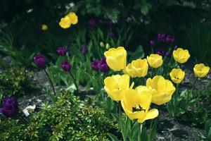 Spring and summer flowers photo