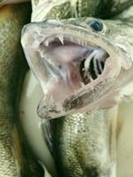 un primer plano de una lucioperca mostrando sus dientes foto