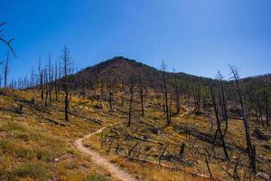 Camino a través de los árboles devastados por un incendio forestal en el parque Chautauqua en Boulder, Colorado foto