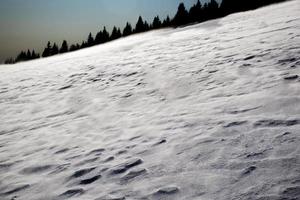 Pinos y nieve cerca de cima larici en la meseta de Asiago, Vicenza, Italia foto