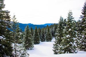 Pines and snow photo