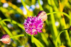 Pink alium in Asiago photo