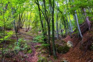 The forest of Arsiero near Vicenza, Italy photo