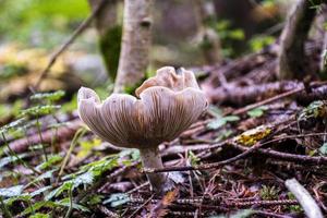 Autumn mushroom on a carpet of the undergrowth