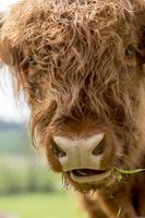 Jóvenes de las tierras altas escocesas marrón ganado en una pastura foto