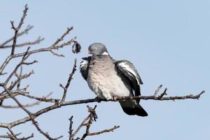 paloma torcaz se sienta en una rama sin hojas y levanta las alas