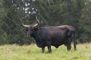 Wild bull stands on a meadow in the forest photo