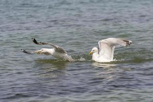 Dos gaviotas argénteas flotantes discuten sobre un cangrejo foto