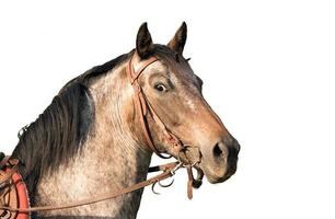 Retrato de un caballo cuarto de milla aislado en blanco foto