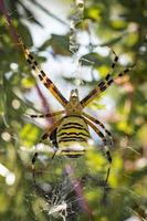 A large wasp spider eats a beetle in a spiders web between meadows photo