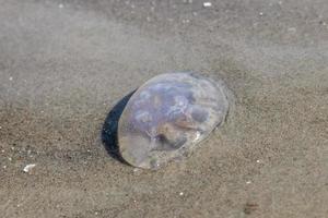 jellyfish is located on the German beach of the Baltic Sea with waves