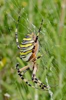 A large wasp spider eats a beetle in a spiders web between meadows photo