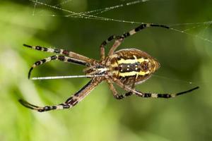 A large wasp spider eats a beetle in a spiders web between meadows photo