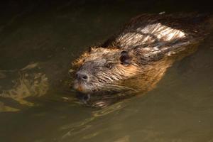 Floating nutria on the bank of a stream photo