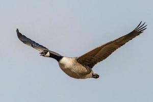 Single gray goose flying in front of blurred background photo