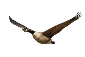 Flying and screaming Canada goose isolated on white photo