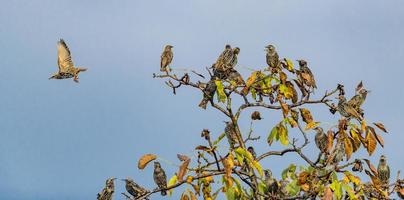 Many starlings are sitting on a walnut tree with autumnal foliage and blue sky