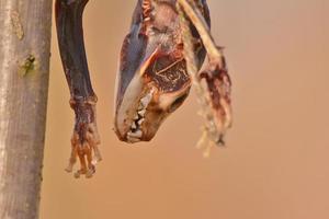 Animal carcass for feeding wild birds of prey photo