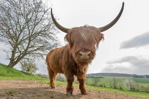 Jóvenes de las tierras altas escocesas marrón ganado en una pastura foto