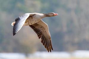 Single gray goose flying in front of blurred background photo