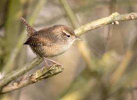 Little wren sits on a tree branch in front of blurred background