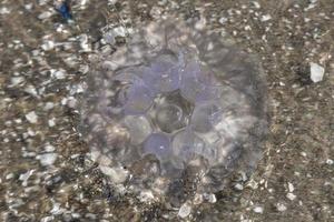 jellyfish is located on the German beach of the Baltic Sea with waves photo