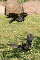 Two blackbirds fighting on a meadow photo
