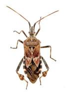 American Pine Bug photo