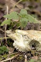 Skeletonized animal Skull lies on the ground with a green plant photo