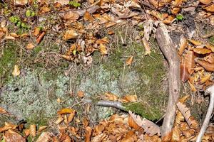 El suelo del bosque de otoño con hojas de hayas y robles, rocas de musgo verde y espacio de copia foto