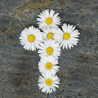 Cruz cristiana hecha de flores de margarita blanca sobre una placa de pizarra gris foto