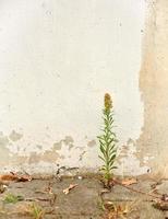 Bright concrete wall with green plant and visible rebar as background photo