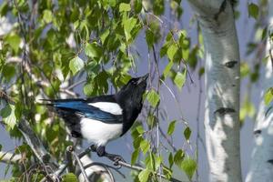 Magpie without tail feathers sits in a birch with fresh green leaves photo