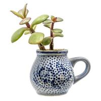 Small plant with thick leaves grows out of a blue pitcher of stone goods photo