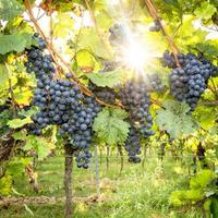 Uvas azules maduras cuelgan en la luz de fondo directa del sol en el arbusto foto