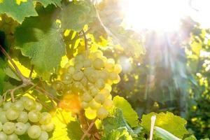 Uvas amarillas maduras cuelgan en la luz de fondo directa del sol en el arbusto foto