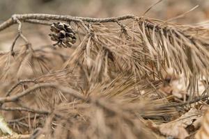 Single pine cone hangs on a dry brown branch with pine needles photo