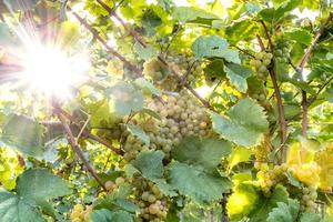 Uvas amarillas maduras cuelgan en la luz de fondo directa del sol en el arbusto foto