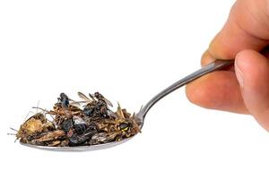 Many dead insects lie on a tablespoon held in the hand isolated photo