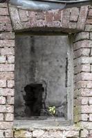 Window opening in a ruin with a green plant photo