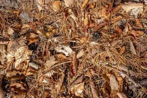 Autumn forest floor with beech and oak leaves pine needles and pine cones as background photo