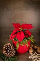 Poinsettia in a red pot stands against a gray background decorated with pine cones and a straw star photo