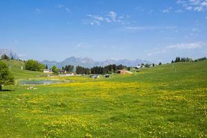 Yellow flowers and blue sky photo