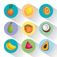 tropical nine fruits vector