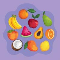 tropical fruits around vector
