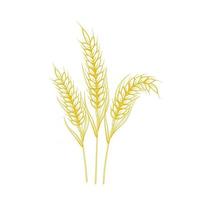 Barley Wheat ears isolated on white background vector