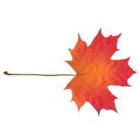 Realistic red maple leaf isolated on white background vector