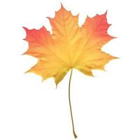 Autumn maple leaf vector on a white background