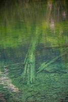 troncos en el fondo del lago foto